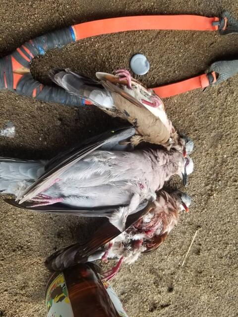 Bird hunting