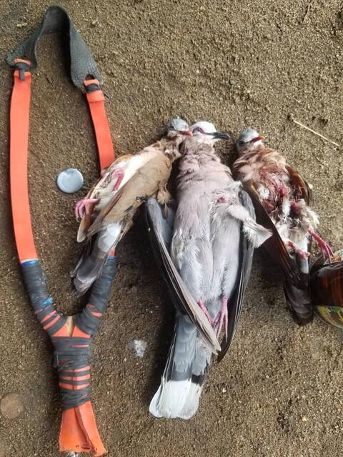 Bird hunting