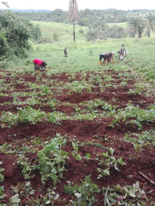 Farm cultivation Farm cultivation