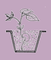 L1-Tooto wu Chɔɔŋ